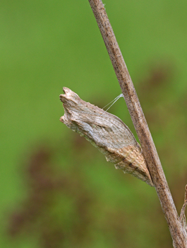 Black Swallowtail chrysalis